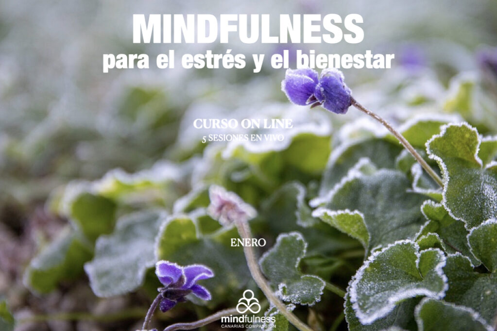 CURSOS 20:21 ON LINE MCC.005