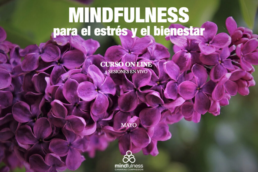 CURSOS 20:21 ON LINE MCC.009