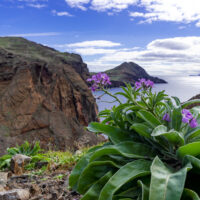 Retiro de Mindfulness y Satipatthana en Gran Canaria